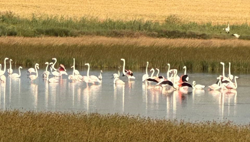 Çorumda flamingo sevinci İlk kez görüldü