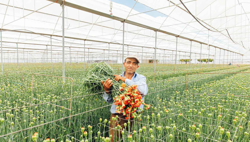 ‘Çiçeği iyi üretiyoruz ama pazarlayamıyoruz’