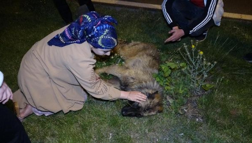 Haberden dönen gazeteciler, otomobilin çarptığı köpeği hayvan hastanesine götürdü