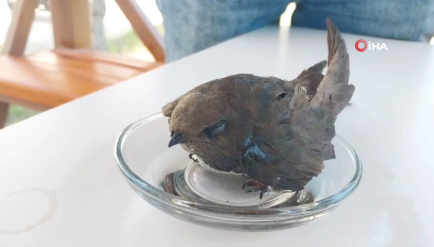 Bitkin düşen ebabil kuşu tedavi altına alındı
