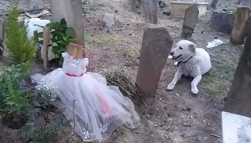 Köpeğin yürekleri dağlayan vefası... Mezarı başında bekliyor