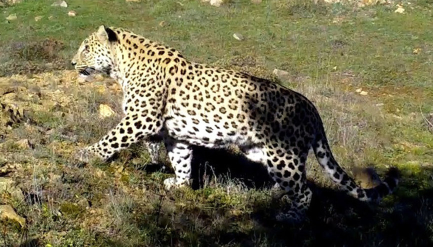 Anadolu Parsını avlamanın cezası hapis...