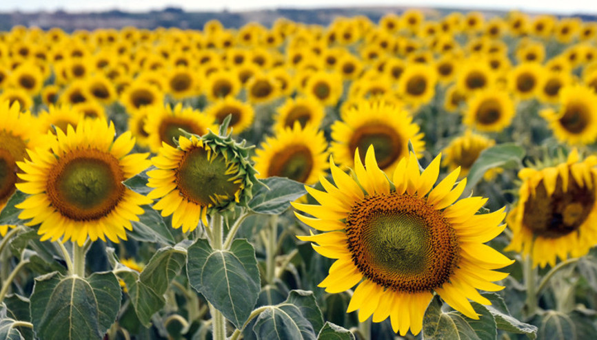 Ayçiçeği strese girdi