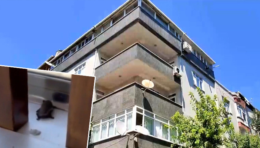 İstanbulda yarasa paniği Ev sahipleri yakalayıp kavanoza koydu