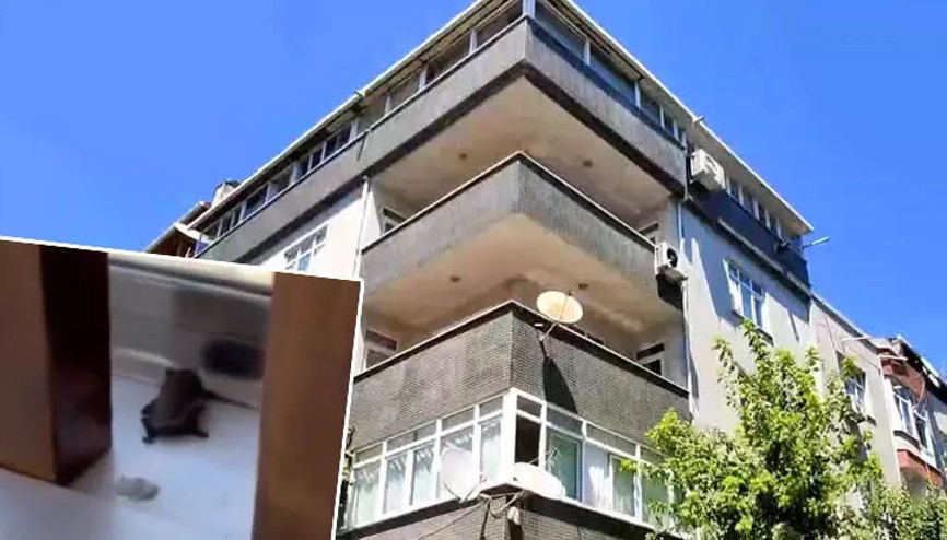 İstanbulda yarasa paniği Ev sahipleri yakalayıp kavanoza koydu