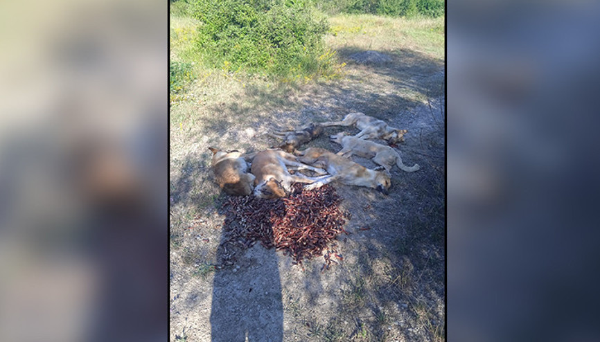Boluda korkunç olay 6 köpek zehirlenmiş halde ölü bulundu Boluda korkunç olay 6 köpek zehirlenmiş halde ölü bulundu