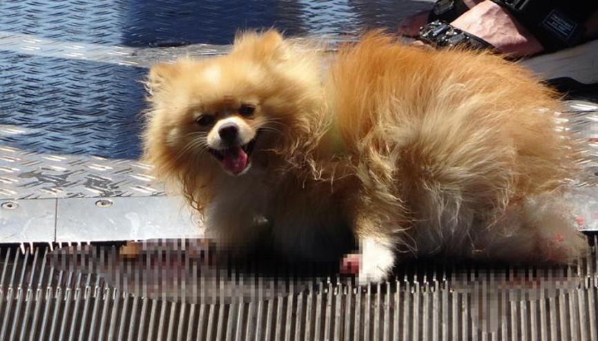 Taksimde süs köpeği metronun yürüyen merdivenine sıkıştı