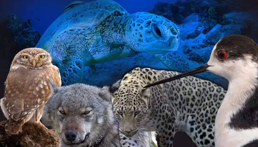 Avlanması yasak hayvanlara zarar verene 1,2 milyon liraya varan ceza