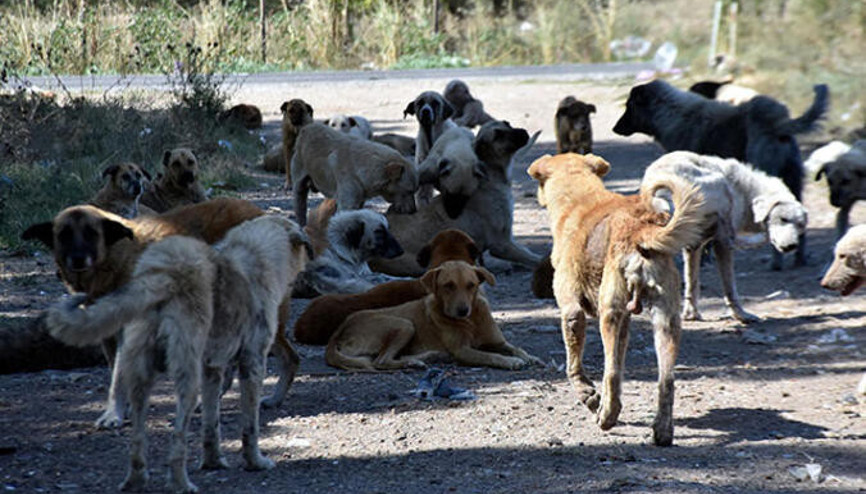 İstanbul Valiliğinden 39 ilçeye sokak köpeklerini toplayın talimatı