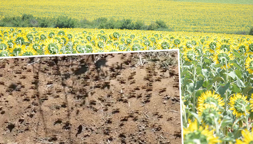 Tekirdağ’da çekirge istilası