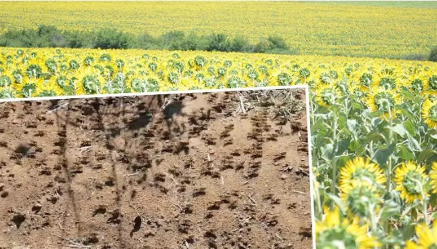 Tekirdağ’da tırtıldan sonra çekirge istilası