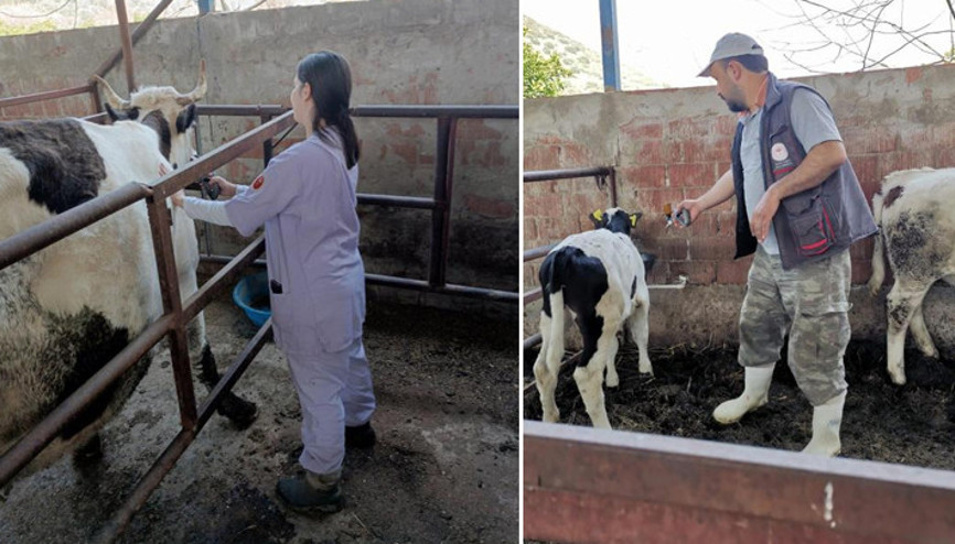 Aydında 21 mahallede şap karantinası