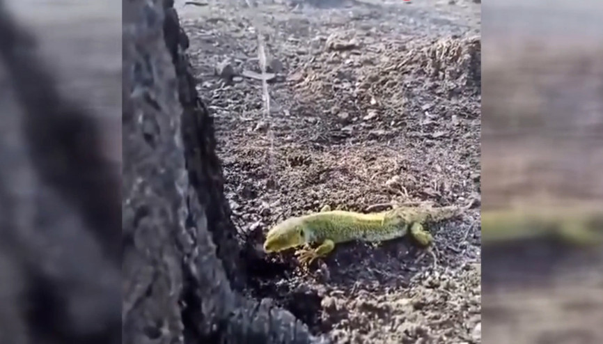 Orman işçisi, yangının ardından bitkin düşen kertenkeleyi su ile serinletti