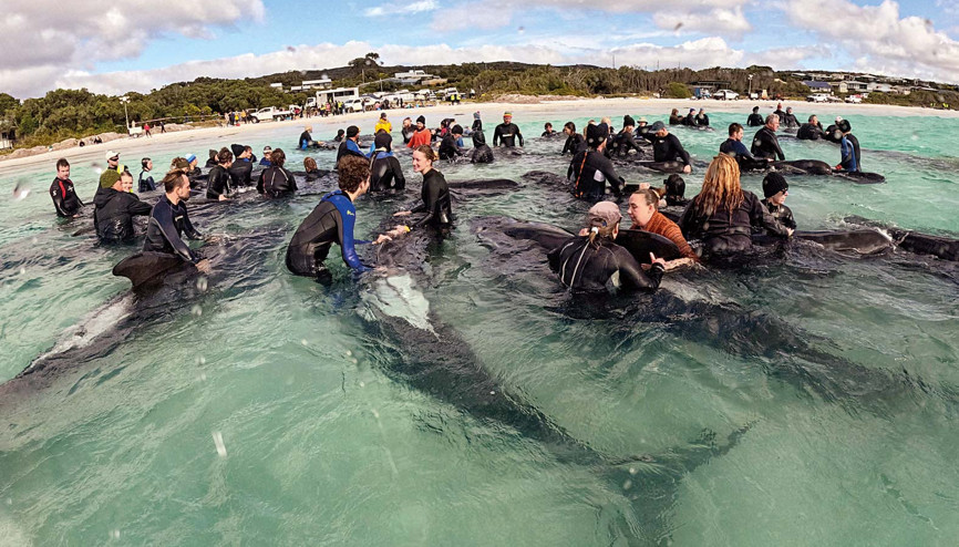 Balinalar için ötanazi kararı