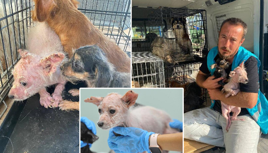 Bursada ölüme terk edilen 16 köpek kurtarıldı: 14 gün karantinada kalacaklar