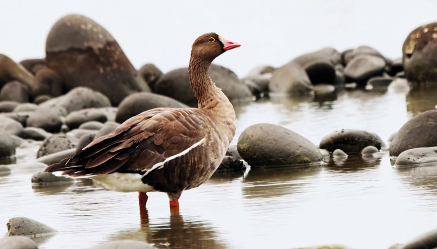 Türkiye’nin en yalnız kuşları
