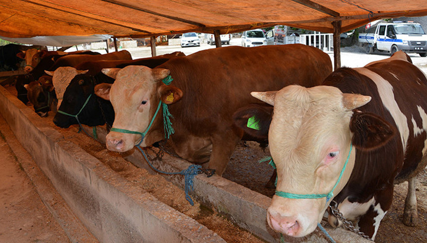 Samsunda hayvan pazarları şap hastalığı nedeniyle kapatıldı... Ekipler harekete geçti