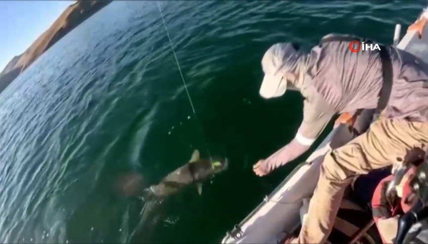 Oltayla boyu kadar Fırat turnası tuttu