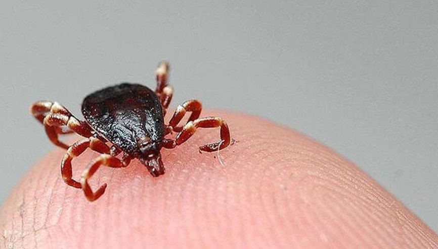 Tarlada vücuduna yapışan keneyi cımbızla çıkartan Hilal hayatını kaybetti