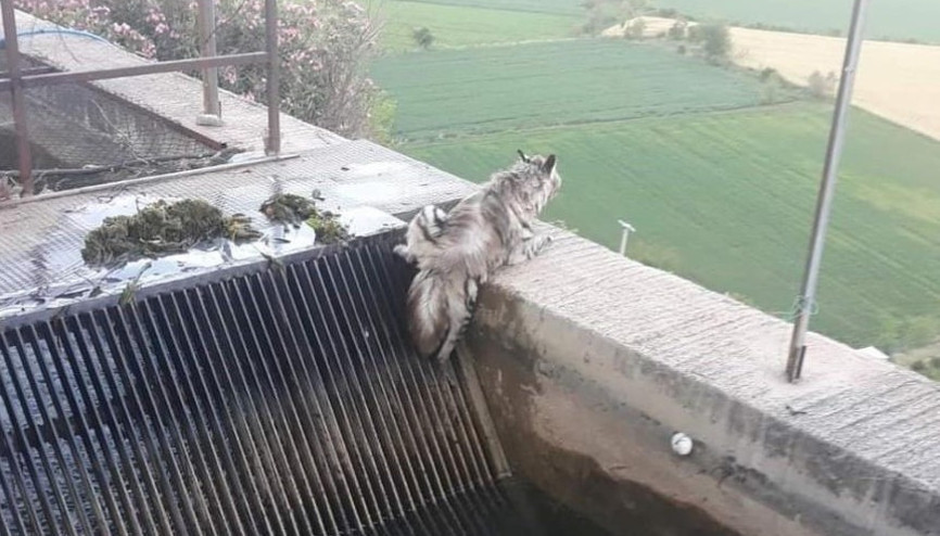 43 yıl sonra ilk kez görüldü Çizgili sırtlan kameralara yansıdı