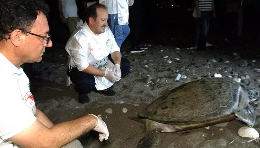 60 yaşındaki deniz kaplumbağaları Mersinde yeniden denizle buluştu