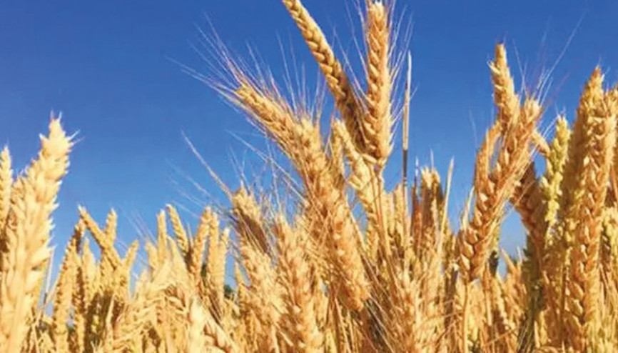 Tahıl fiyatlarına ‘saldırı’ etkisi