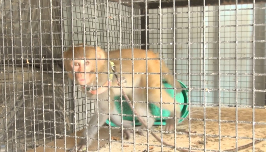 Kırıkkalede örümcek maymunu ele geçirildi