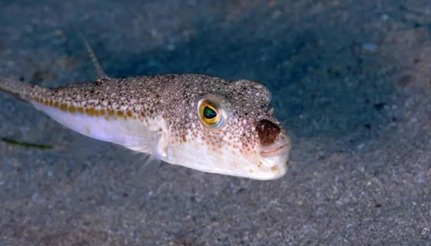 Prof. Dr. Mehmet Gökoğlu: İstilacı tür sayısı 5 yıl içinde 90a çıkacak