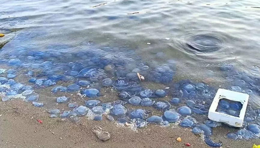 İzmir Foçada sahili denizanaları istila etti