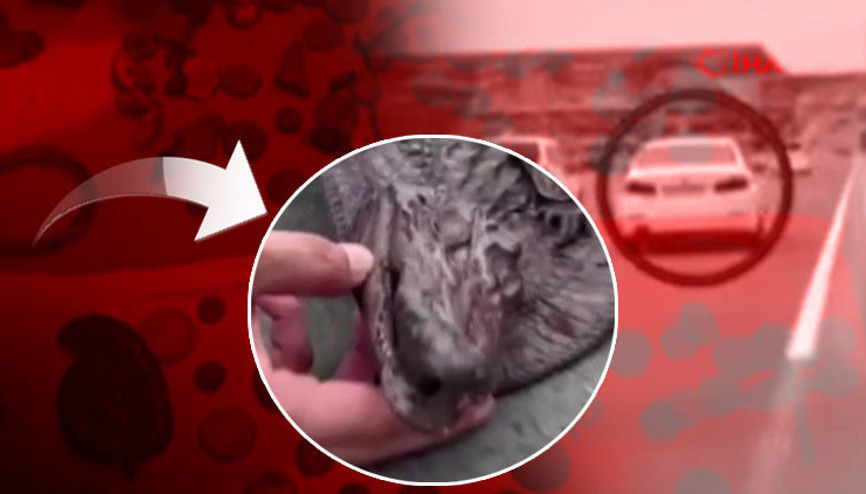 Tarihi eser kaçakçılığı operasyonunda ilginç olay Timsah kafası ele geçirildi Tarihi eser kaçakçılığı operasyonunda ilginç olay Timsah kafası ele geçirildi