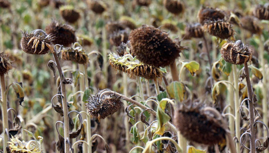Ayçiçeğini kuraklık stresi vurdu Ayçiçeğini kuraklık stresi vurdu