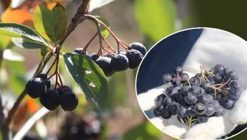 Kilosu 250 TLden satılıyor... Tek tek elle toplanıyor Süper meyve hasadı başladı Kilosu 250 TLden satılıyor... Tek tek elle toplanıyor Süper meyve hasadı başladı