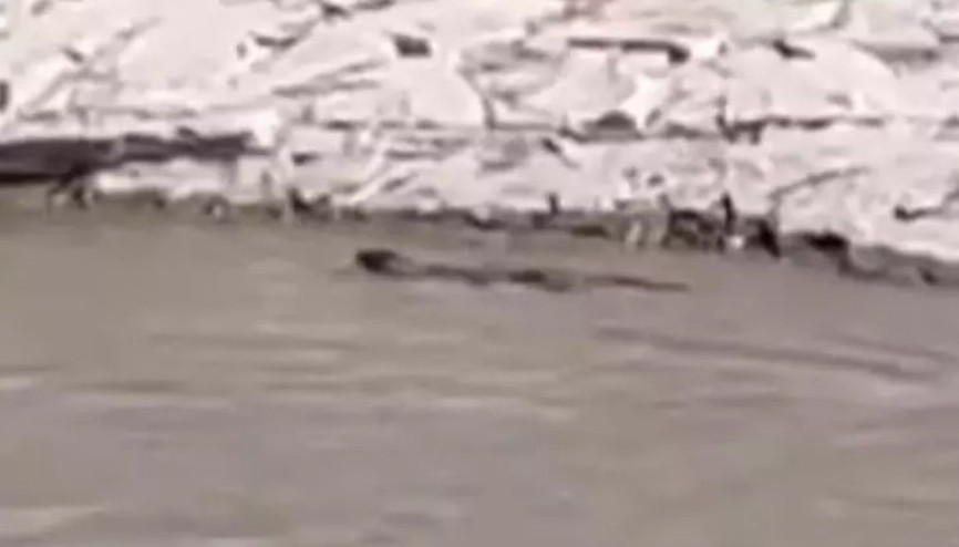 Nesli tükenme tehlikesinde olan su samuru böyle görüntülendi