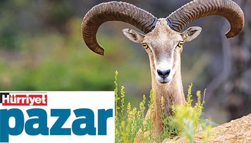 Nadir canlılardan güzel haberler... Koruyunca kurtuluyorlar