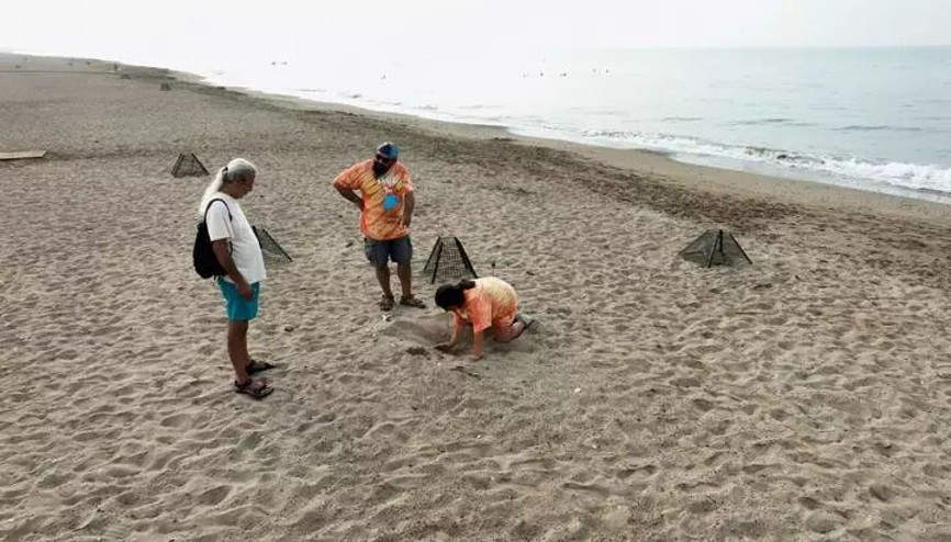 Bakan Özhaseki: Caretta carettaların yuva sayısı 2 bin 551’e ulaştı