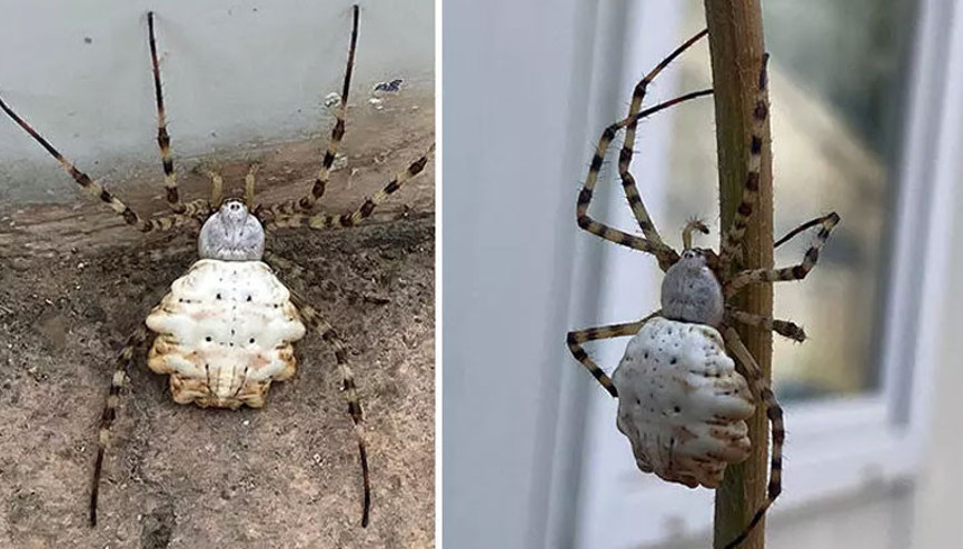 Gümüşhane’de zehirli örümcek tehlikesi