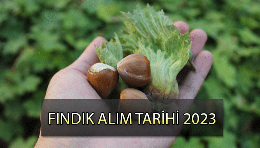 TMO Fındık alım tarihi 2023 | Kabuklu fındık alımları başladı mı, ne zaman başlayacak TMO duyurdu İşte fiyat bilgisi...
