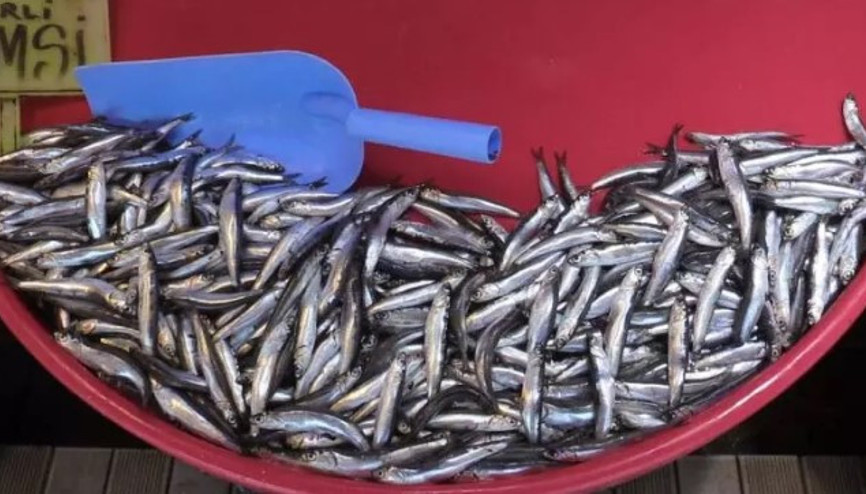 Denizlerde av yasağı bitiyor... Hamsi ve çinekop bolluğu bekleniyor