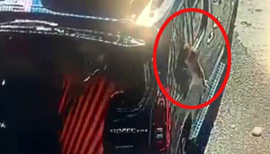 Kısırlaştırılmaya götürülen kedi aracın camını kırıp firar etti