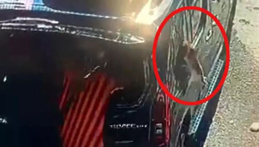 Kısırlaştırılmaya götürülen kedi aracın camını kırıp firar etti