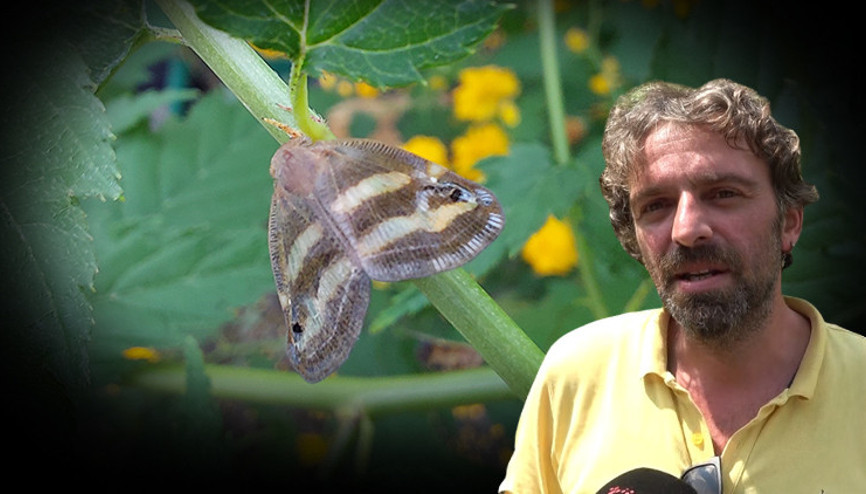 2 yıldır bahçelerde gözükmüyorlardı, artan sıcaklıklar ile yeniden ortaya çıktı 2 yıldır bahçelerde gözükmüyorlardı, artan sıcaklıklar ile yeniden ortaya çıktı