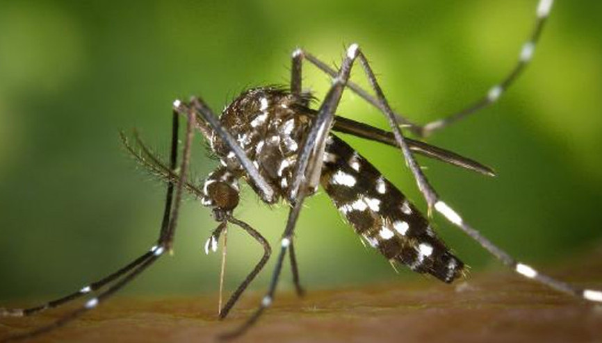 Pariste Dang Humması alarmı