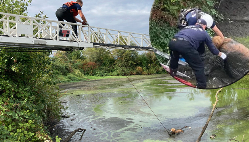 Üzerinde zincirler çamura gömülmüş halde bulundu, gizemi hastanede çözüldü