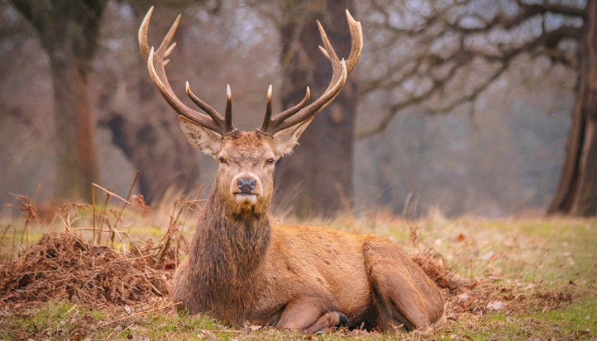 Bırakın artık kızılgeyikleri 408 bin TL’ye avlamak serbest