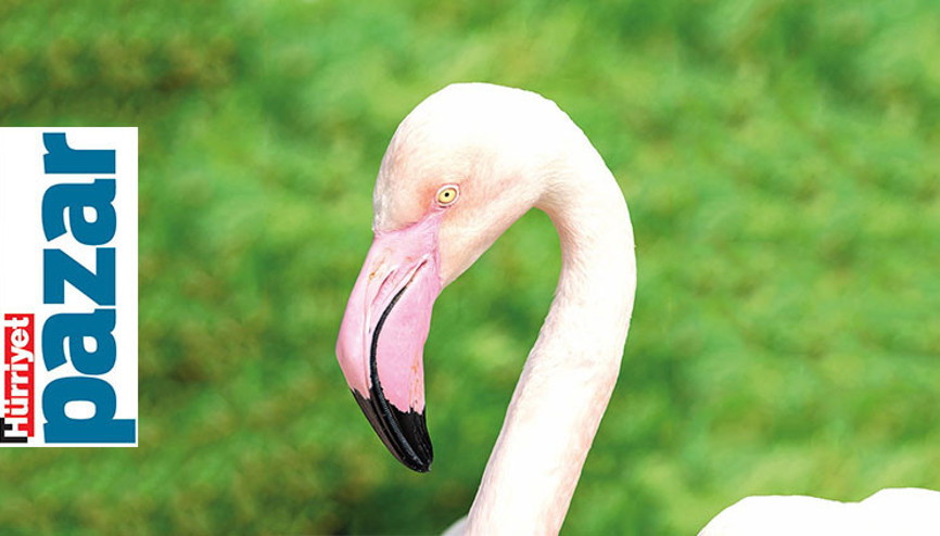 Festival ve birkaç iyi haber