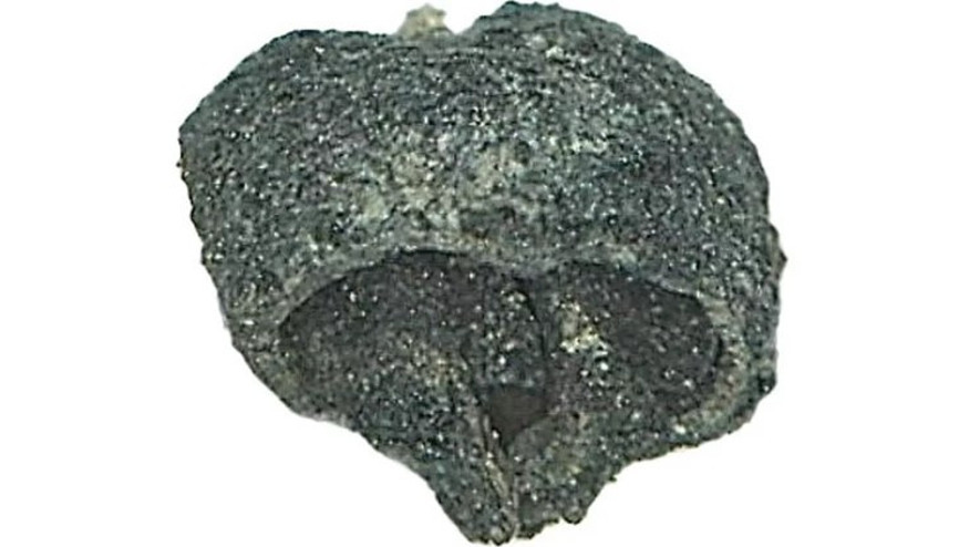 Aşağıseyit Höyüğünde Genç Tunç Çağına ait üzüm çekirdeği bulundu Aşağıseyit Höyüğünde Genç Tunç Çağına ait üzüm çekirdeği bulundu