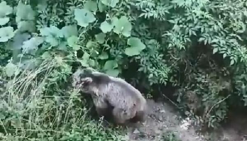 Köyde evin bahçesine giren bozayı kamerada Köyde evin bahçesine giren bozayı kamerada