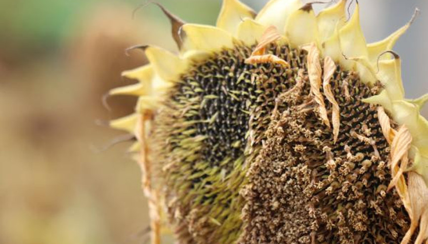 Ayçiçeğinde ton başına avans ödeme fiyatları belli oldu... Ayçiçeğinde ton başına avans ödeme fiyatları belli oldu...