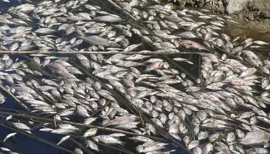Büyük Mendereste toplu balık ölümleri... Nedeni belli oldu Büyük Mendereste toplu balık ölümleri... Nedeni belli oldu