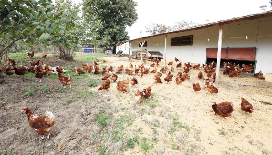 Fındık bahçesinde yumurta topluyorlar... Kafessiz yöntemle bahçelerde yılda 35 milyon organik yumurta üretiliyor Fındık bahçesinde yumurta topluyorlar... Kafessiz yöntemle bahçelerde yılda 35 milyon organik yumurta üretiliyor